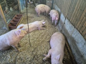Porci de vanzare - imagine 5