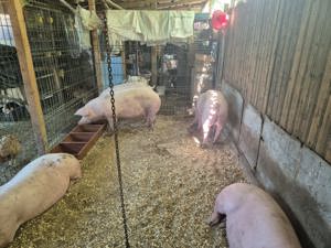 Porci de vanzare - imagine 6