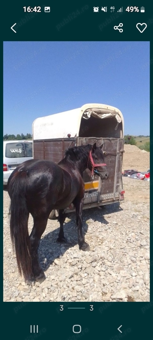 Vand armasar rasa semigreu romanesc - imagine 2 Vand armasar rasa semigreu romanesc - imagine 2