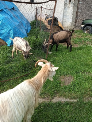 Vând țap metis alpină franceza  - imagine 2