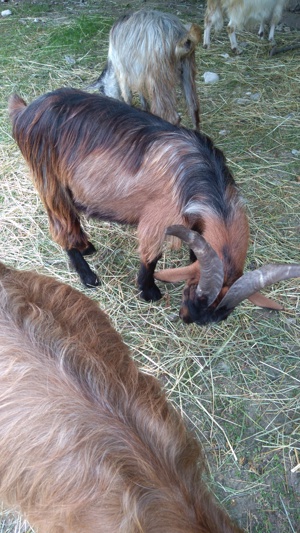Vând țap metis alpină franceza  - imagine 3