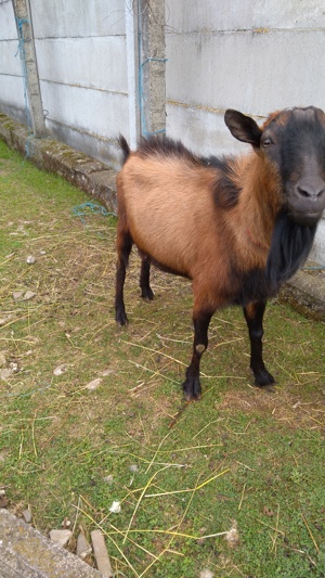Vând țap metis alpină franceza  - imagine 4