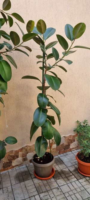 Ficus Elastica Robusta (frunza verde) (Rubber Plant 'Robusta - imagine 9