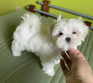bichon maltez alb minii toy