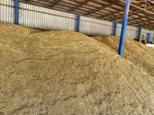 Ovaz recolta 2025 - loc. Gogosari jud. Giurgiu