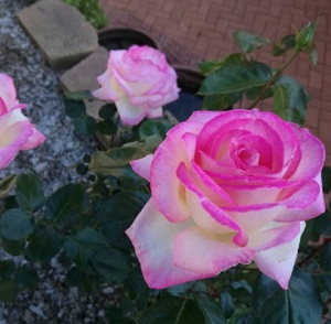 Butasi de trandafiri altoiti cu radacina la numai 13 lei buc! 10 + 1 GRATIS! - imagine 5