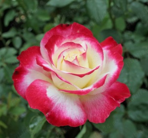 Butasi de trandafiri altoiti cu radacina la numai 13 lei buc! 10 + 1 GRATIS! - imagine 3