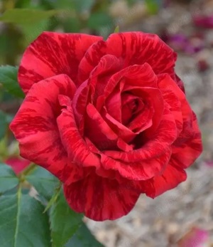 Butasi de trandafiri altoiti cu radacina la numai 13 lei buc! 10 + 1 GRATIS! - imagine 6