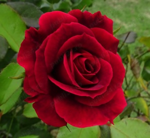 Butasi de trandafiri altoiti cu radacina la numai 13 lei buc! 10 + 1 GRATIS! - imagine 2