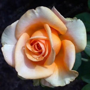 Butasi de trandafiri altoiti cu radacina la numai 13 lei buc! 10 + 1 GRATIS! - imagine 4