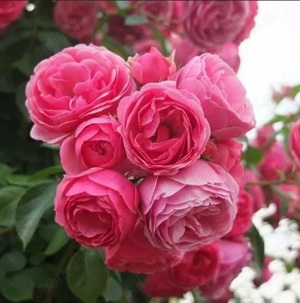 Trandafiri cataratori la numai 13 lei buc! 5 soiuri disponibile! - imagine 4