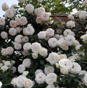 Trandafiri cataratori la numai 13 lei buc! 5 soiuri disponibile! - imagine 3