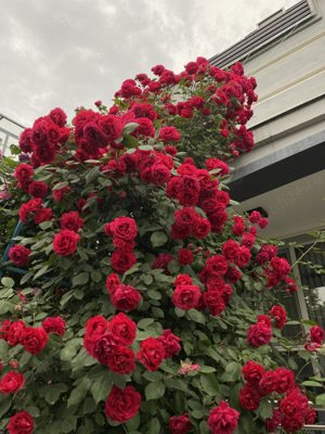 Butasi de trandafiri urcatori la numai 14 lei buc! 6 culori disponibile!