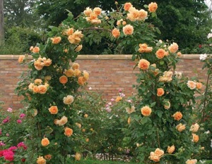 Trandafiri cataratori la numai 13 lei buc! 5 soiuri disponibile! - imagine 5