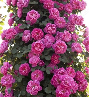 Butasi de trandafiri urcatori la numai 14 lei buc! 6 culori disponibile! - imagine 5