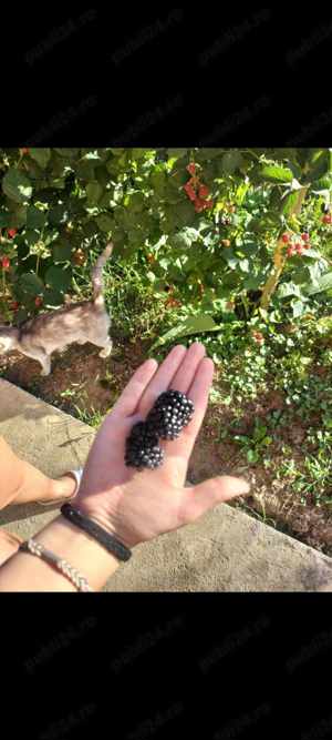 Vând puieți mure THORNFREE anu 1