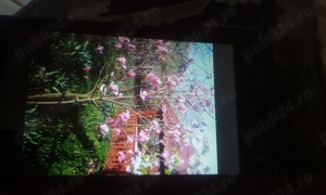 copac de magnolie H 3,5 D 1,8 m.