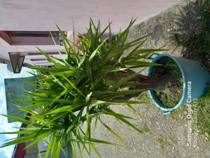 Vand Yucca in ghiveci mare - imagine 2
