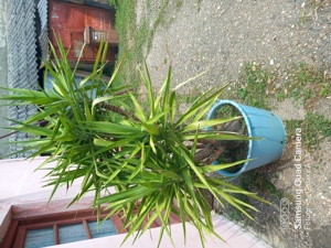 Vand Yucca in ghiveci mare - imagine 3