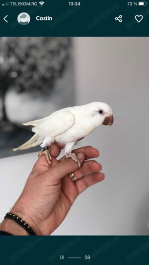 Papagali Micul Alexandru Alexander pui blanzi