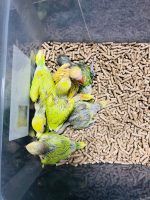 Papagali vorbitori Micul Alexandru Alexander - imagine 2