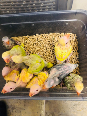 Papagali vorbitori Micul Alexandru Alexander - imagine 6