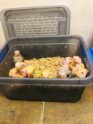 Papagali vorbitori Micul Alexandru Alexander - imagine 3