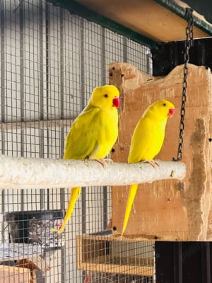 Papagali vorbitori Micul Alexandru Alexander