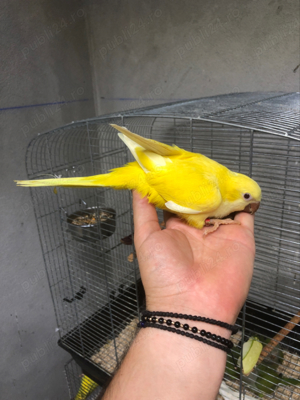 Papagali pui Micul Alexandru Alexander - imagine 2