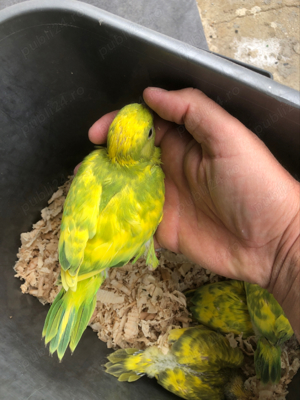 Papagali pui Micul Alexandru Alexander - imagine 5