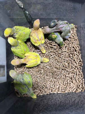 Papagali pui Micul Alexandru Alexander - imagine 10