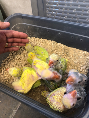 Papagali pui Micul Alexandru Alexander - imagine 7