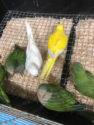 Papagali pui Micul Alexandru Alexander - imagine 9