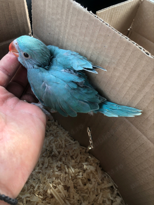 Papagali pui Micul Alexandru Alexander - imagine 3