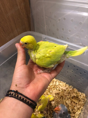 Papagali pui Micul Alexandru Alexander - imagine 4