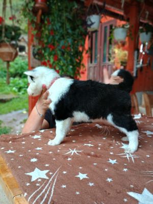 Puiuți de Yakutian Laika din cănise cu pedigree  - imagine 5