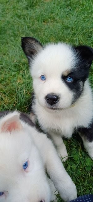 Puiuți de Yakutian Laika din cănise cu pedigree  - imagine 7