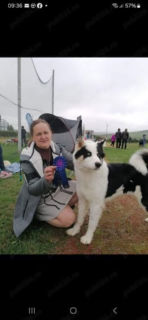 Puiuți de Yakutian Laika din cănise cu pedigree  - imagine 6