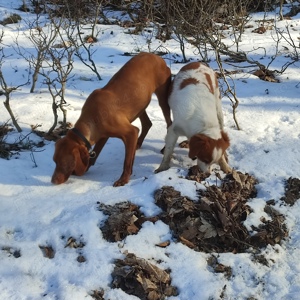 catele de vijla maghiara  - imagine 2