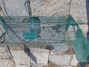 Capcană dihori, șobolani