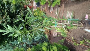  Vand planete de interior si exterior.