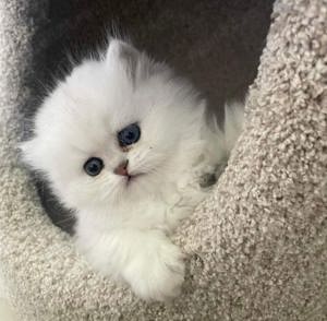 Persane silver-shaded - imagine 3 Persane silver-shaded - imagine 3