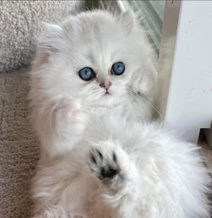 Persane silver-shaded - imagine 4 Persane silver-shaded - imagine 4