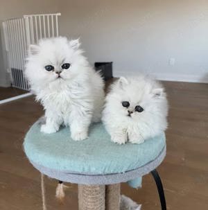 Persane silver-shaded - imagine 5 Persane silver-shaded - imagine 5