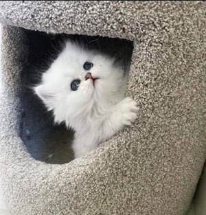 Persane silver-shaded - imagine 2 Persane silver-shaded - imagine 2