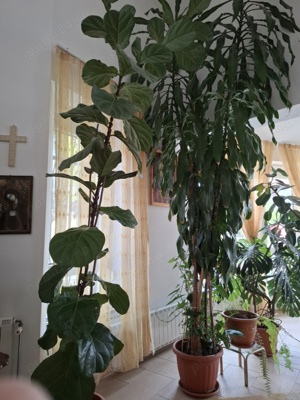 vanzare plante interior - imagine 2