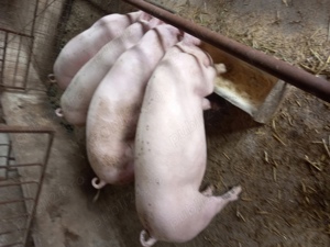 vand porci de carne - imagine 2