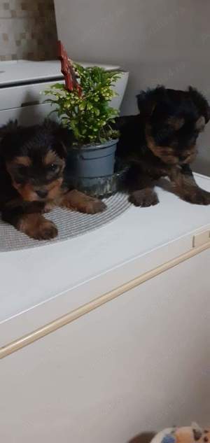 puiuții de yorkshire terier  de greutatea 2.500 kg maxim  dețin și părinții puilor 