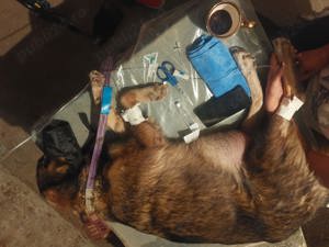 Asistența medicală canină inclusiv deplasări  - imagine 2 Asistența medicală canină inclusiv deplasări  - imagine 2