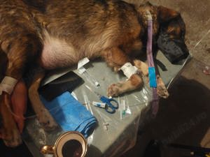 Asistența medicală canină inclusiv deplasări 